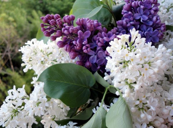 lilas,branches,printemps,fleur,floraison,fermer