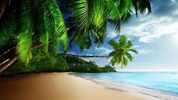 beach,water,palm trees,clouds,sky,sand