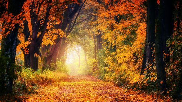 Natur,Straße,fallen,Bäume,Laub,Nebel