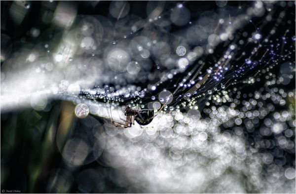 forêt,eau,la nature,neige,hiver,pluie