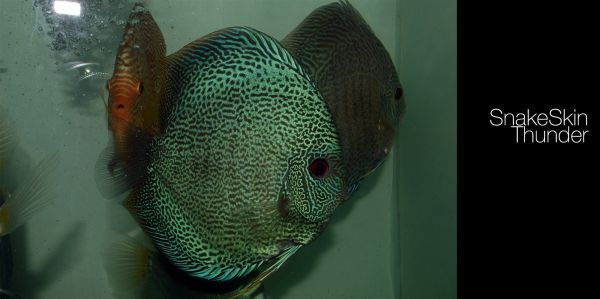 2000x998 px,Discus Fish