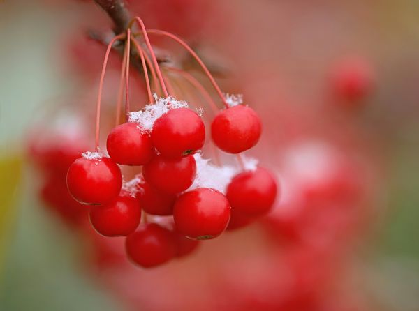 makro,närbild,snö,bokeh,röda bär,Makrofotografi