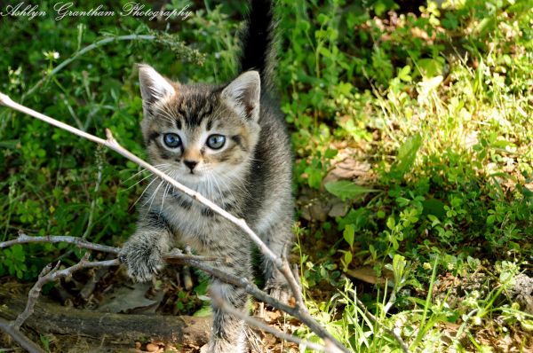 velho, azul, Árvores, gatos, bebê, 6