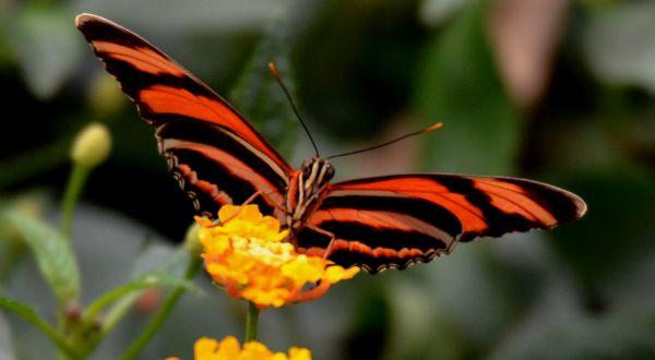 Flores, naranja, insecto, negro, de cerca, mariposa