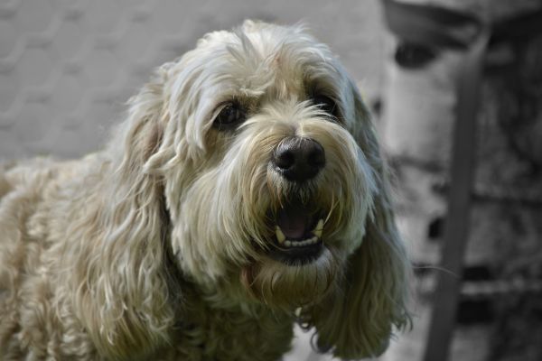 Hund,Säugetier,niedlich,heiß,lange Haare,weißes Haar