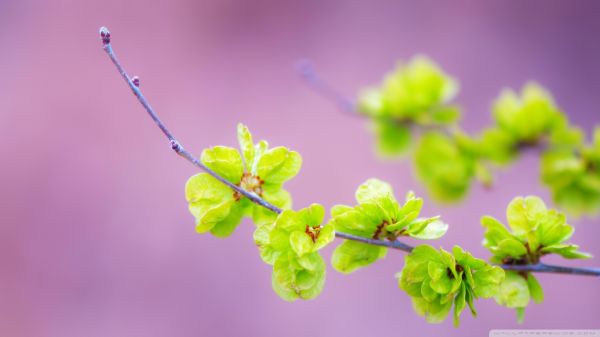 bloemen,natuur,planten,macro,tak,groen