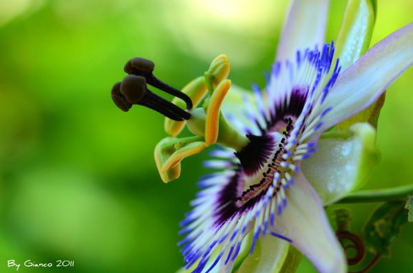 flor,plantar,flora,Flor da Paixão,Família da flor da paixão,Planta de florescência