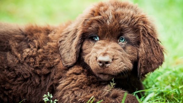 chien, chiot, mammifère, animaux, Newfoundland, vertébré