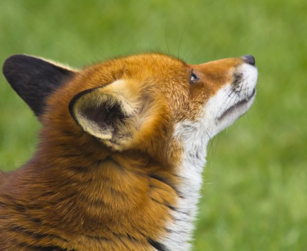 zorro,fauna silvestre,zorro rojo,mamífero,fauna,bigotes