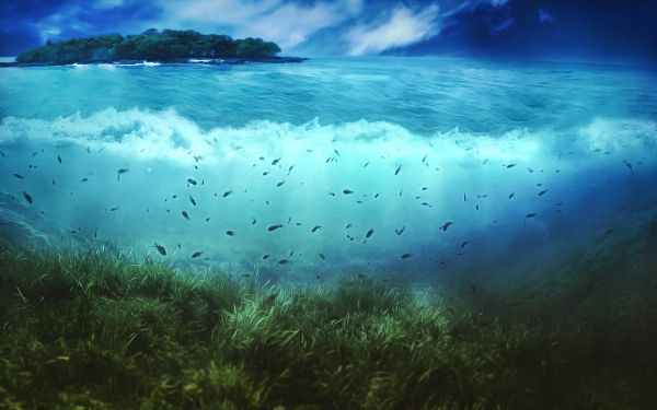 mar,vegetação,agua,ilha,Peixes,inferior