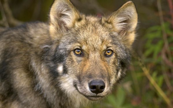 grama,animais selvagens,Lobo,coiote,vista,Caçando