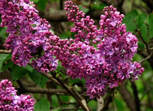 lilas,branche,fermer,printemps,Fleurs