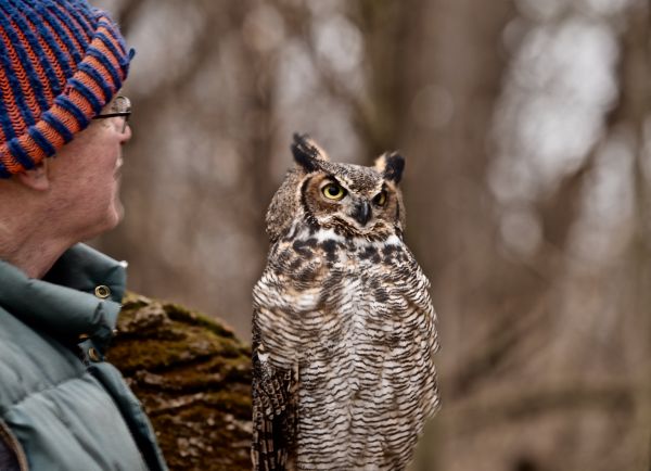 villieläimet,Nikon,petolintu,pöllö,talvi-,Illinois