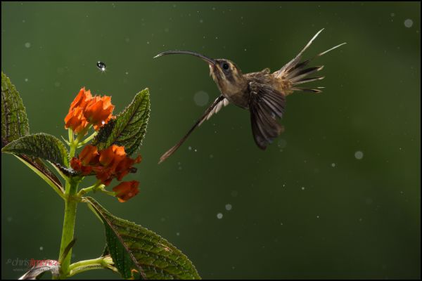 Flores,naturaleza,lluvia,insecto,verde,tropical