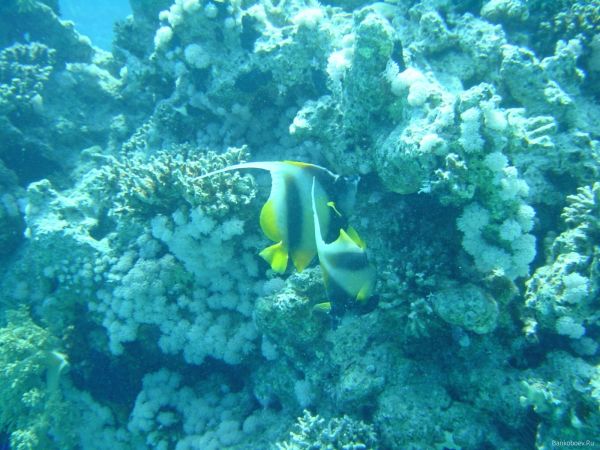 mare,pesce,subacqueo,corallo,barriera corallina,gli sport