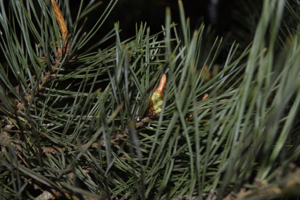 natur,planter,blomster