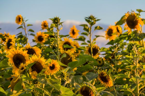 solljus,natur,fält,gul,höst,blomma