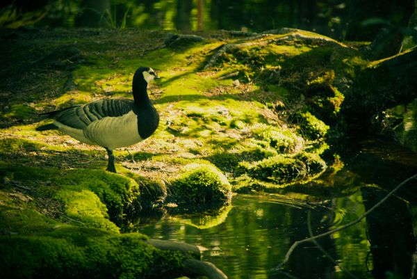 eau, paysage, forêt, réflexion, herbe, vert