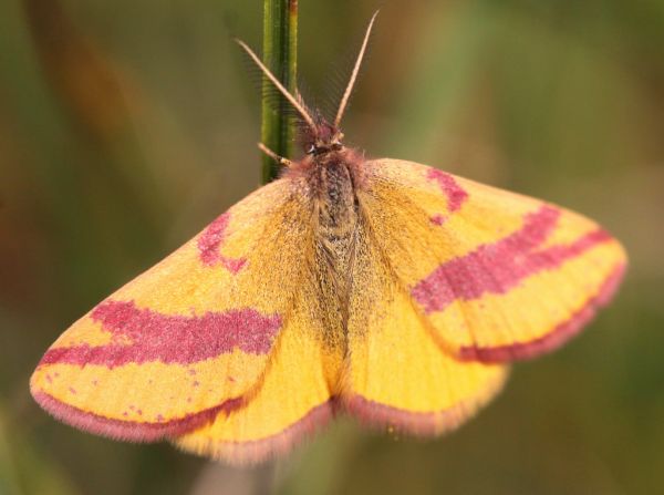 natura, fotografia, macro, farfalla, insetto, animali