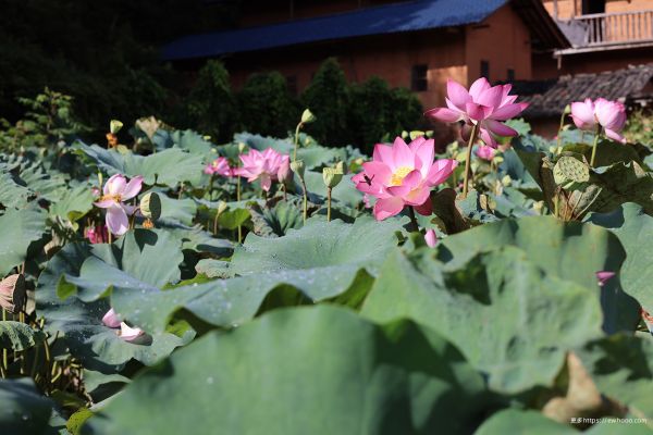 blomst, anlegg, Lotus, petal, biome, vegetasjon