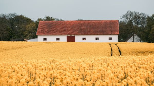 natura,casa,campo,costruzione,alberi,paesaggio