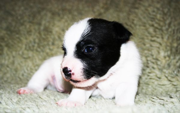 kutya,Jack Russell terrier,kölyökkutya,Border collie,néz,emlős