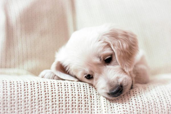 cachorro,cachorro,mamífero,vertebrado,Cão, como, mamífero,Golden retriever