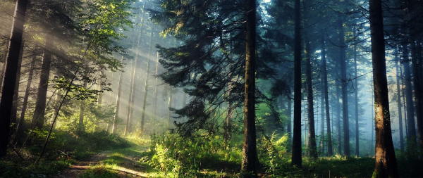 luz de sol,Árboles,bosque,naturaleza,fotografía,verde