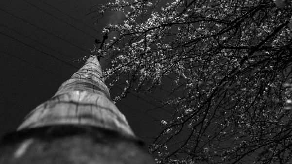 sunlight, trees, white, black, monochrome, night