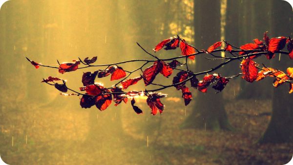 naturaleza, amor, luz de sol, Árboles, bosque, rojo