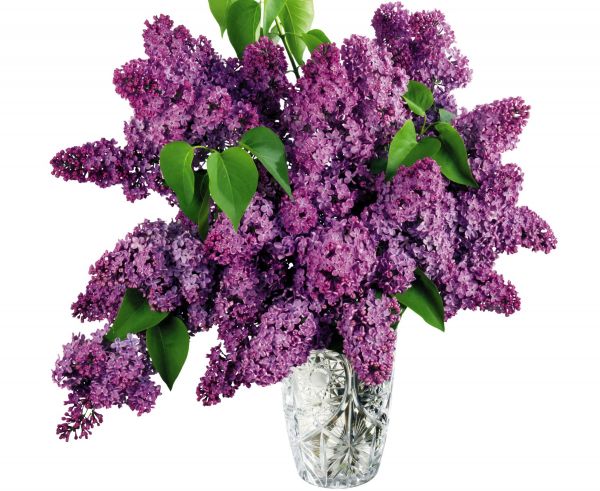 màu tím,chi nhánh,Hoa oải hương,Mùa xuân,Lilac,pha lê