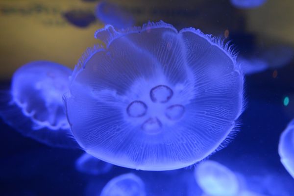 蓝色,花,珊瑚,海蜇,生物学,花瓣