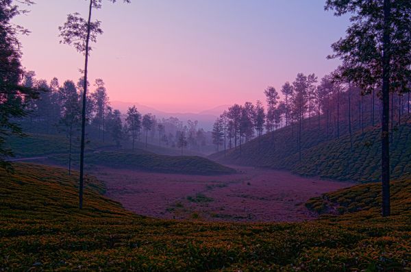 sunlight, landscape, forest, hill, nature, sunset