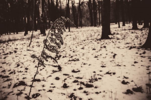 rastlina,People in nature,vetva,Natural landscape,drevo,strom