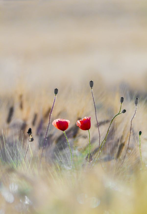 Blumen,Pflanzen,rote Blumen,Natur