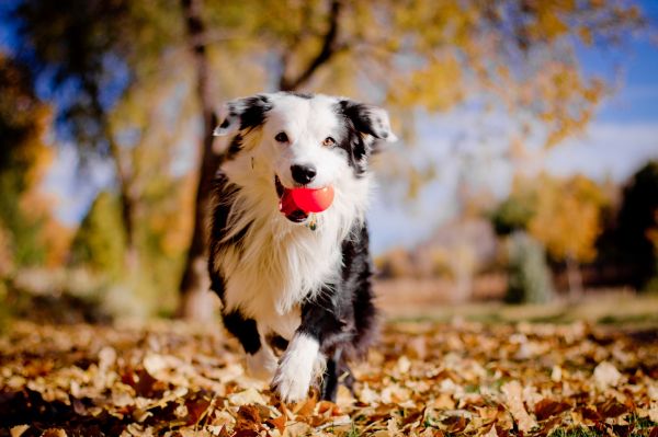 hojas,perro,pelota,otoño,flor,temporada