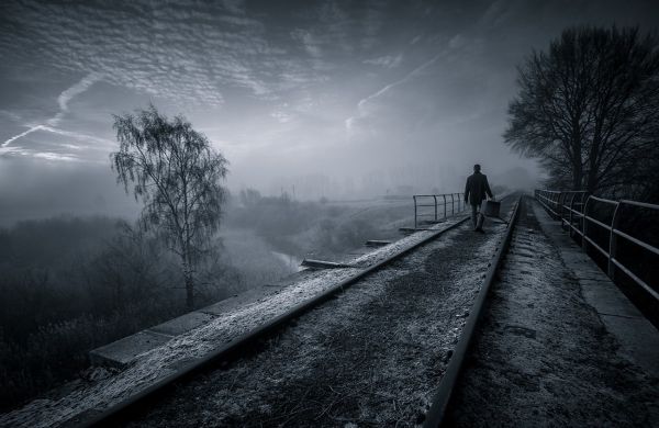 paesaggio,monocromo,luce del sole,alberi,notte,natura