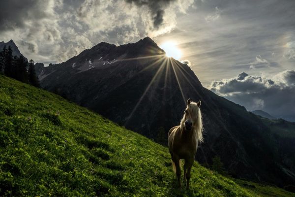 paisaje, montañas, luz de sol, Animales, colina, naturaleza