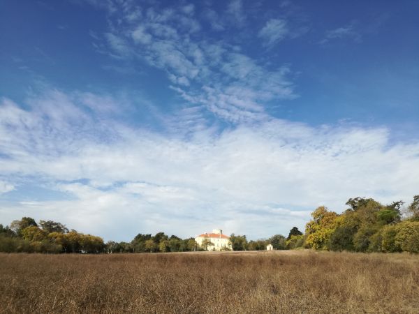 σύννεφο, ουρανός, φυτό, δέντρο, Natural landscape, γαλανός