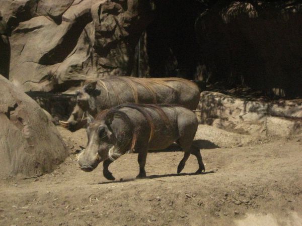 1600x1200 px,la nature,Warthog,animaux