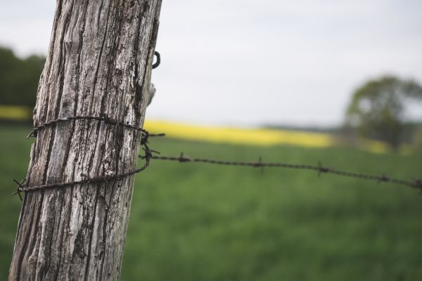 herbe,ciel,jaune,fil barbelé,bois,branche