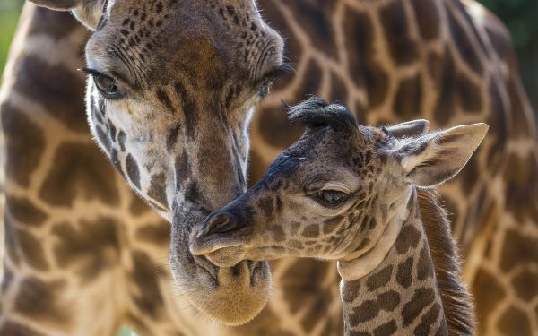 natur,dyreliv,dyr,giraffer,Zoo,baby dyr