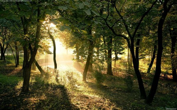 solljus,skog,natur,växter,träd,gren