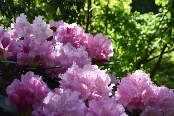 blomster, by, by-, parkere, afdeling, grøn