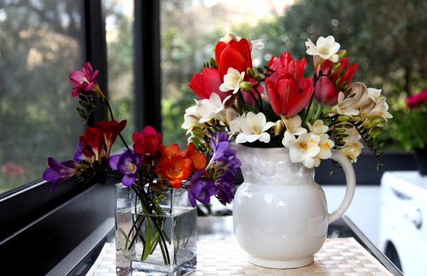 tulpen,freesia,bloemen,glas,pot,schoonheid