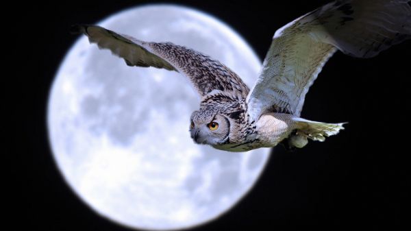 faune,oiseau de proie,hibou,le bec,Lune,Faucon