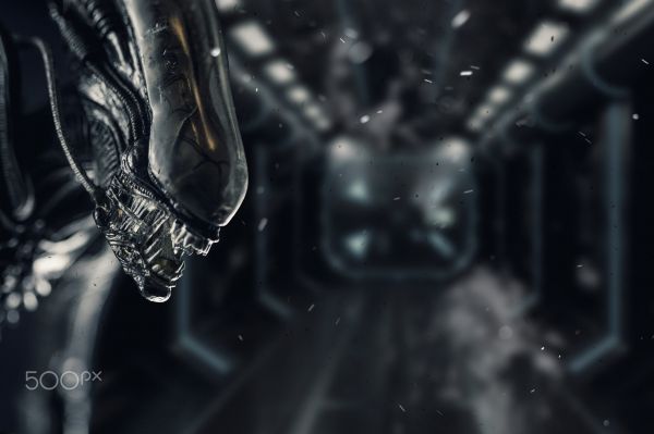 научная фантастика,ужастик,инопланетяне,Xenomorph,существо