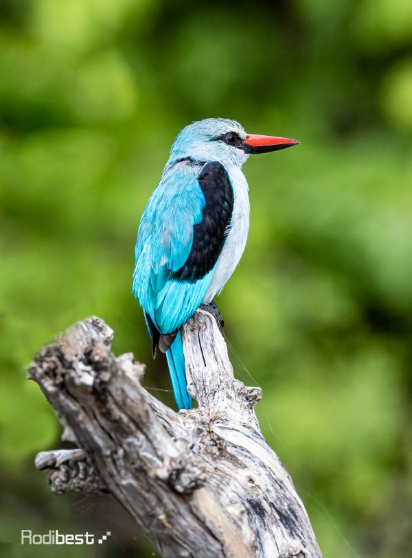 tree stump,Rodi Almog,animals,birds,beak,feathers