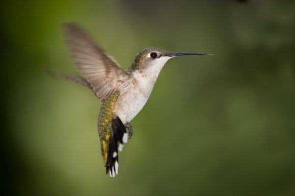 des oiseaux,la nature,animaux,faune,Colibris,le bec