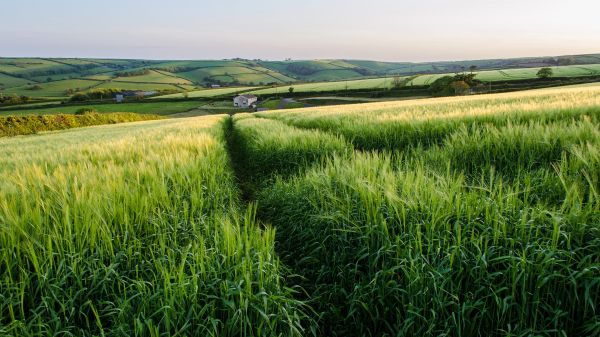 paisaje,Inglaterra,césped,llanuras